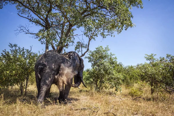 Αφρικανική ζούγκλα ελέφαντα σε εθνικό πάρκο Κρούγκερ, Νότια Αφρική — Φωτογραφία Αρχείου