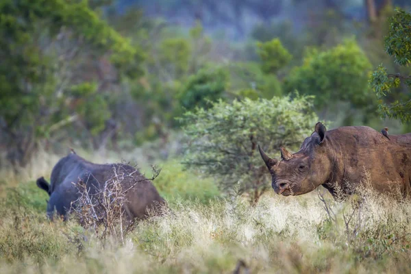 Black rhinoceros in Kruger National park, South Africa — Stock Photo, Image