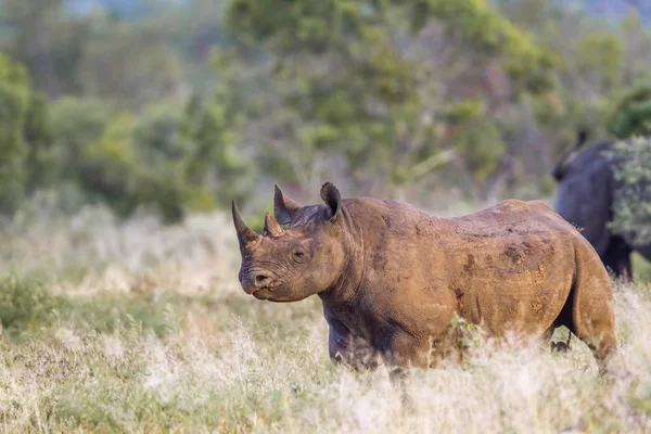 Чорні носороги в Національний парк Крюгера, Південно-Африканська Республіка — стокове фото