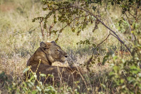 Afrikaanse leeuw in Kruger National park, Zuid-Afrika — Stockfoto