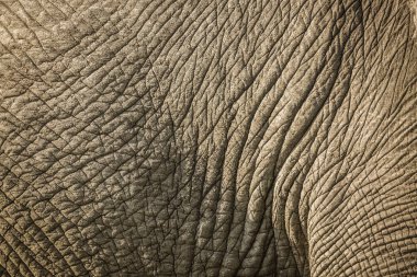Afrika bush fil Kruger National park, Güney Afrika