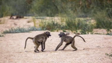 Chacma maymun Kruger National park, Güney Afrika