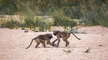 Chacma maymun Kruger National park, Güney Afrika