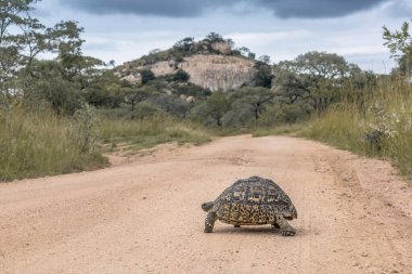 Güney Afrika 'daki Kruger Ulusal Parkı' nda safari yolu geçen leopar kaplumbağası Specie Stigmochelys Pardalis Testudinidae ailesi