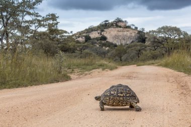 Güney Afrika 'daki Kruger Ulusal Parkı' nda safari yolu geçen leopar kaplumbağası Specie Stigmochelys Pardalis Testudinidae ailesi