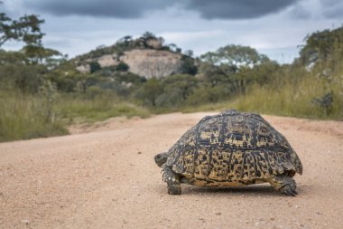 Güney Afrika 'daki Kruger Ulusal Parkı' nda safari yolu geçen leopar kaplumbağası Specie Stigmochelys Pardalis Testudinidae ailesi