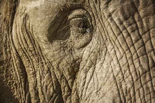 Słoń afrykański leśny w Kruger National park, Afryka Południowa — Zdjęcie stockowe