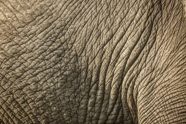 African bush elephant in Kruger National park, South Africa — Stock Photo, Image