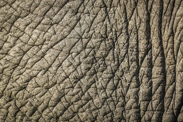 Afrika bush fil Kruger National park, Güney Afrika — Stok fotoğraf