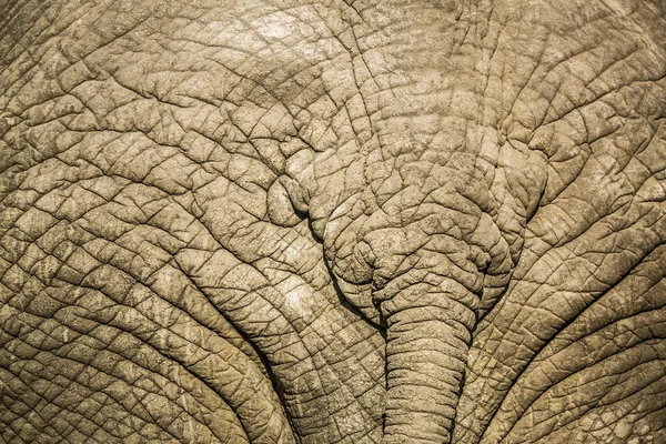 Éléphant de brousse d'Afrique dans le parc national Kruger, Afrique du Sud — Photo
