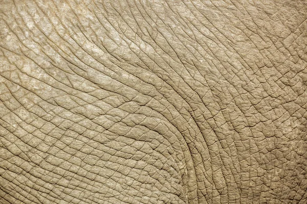 African bush elephant in Kruger National park, South Africa — Stock Photo, Image