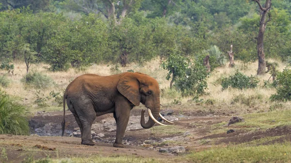 Afrikaanse bush elephant in Kruger National park, Zuid-Afrika — Stockfoto