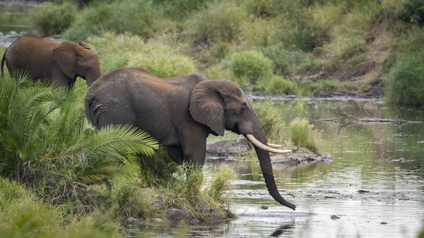 アフリカのブッシュゾウ クルーガー国立公園、南アフリカ共和国 — ストック写真