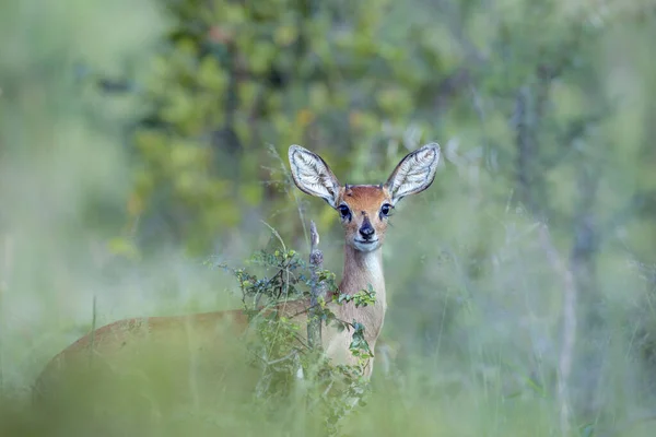 Zwykły Duiker Patrzący Kamerę Naturalnym Tle Rozmycia Parku Narodowym Kruger — Zdjęcie stockowe