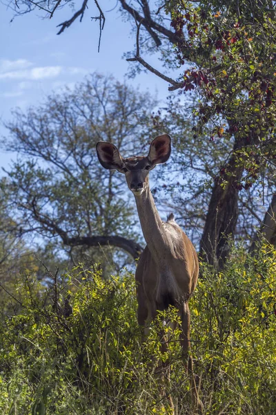 Mladý Kudu Samec Dívající Kamery Kruger National Park Jihoafrická Republika — Stock fotografie