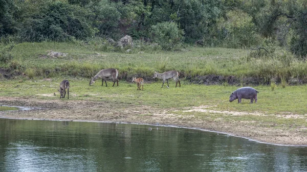 Hipopótamo en el Parque Nacional Kruger, Sudáfrica — Foto de Stock