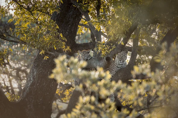 Leopar Kruger National park, Güney Afrika — Stok fotoğraf