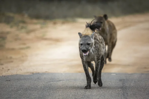 Spotted Hyaena Running Front View Kruger National Park Zuid Afrika — Stockfoto