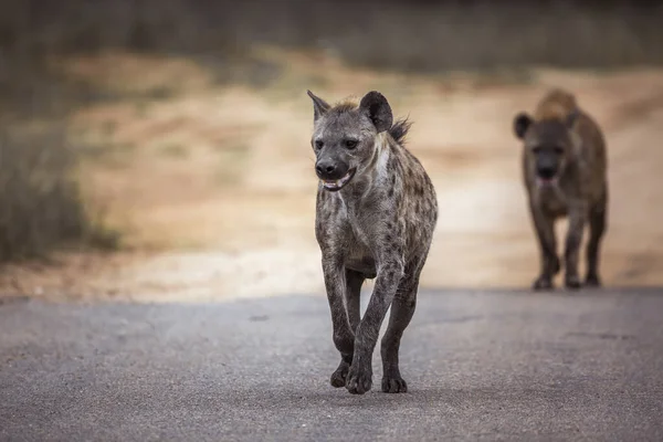 Twee Gevlekte Hyaena Vooraanzicht Kruger National Park Zuid Afrika Specie — Stockfoto