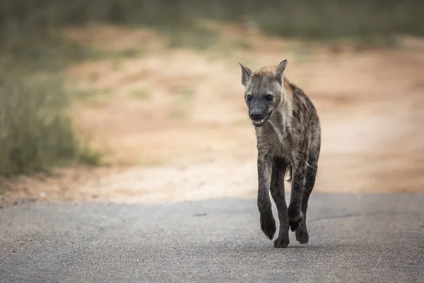 Kiszúrt Hiéna Elöl Fut Kruger Nemzeti Parkban Dél Afrikában Specie — Stock Fotó