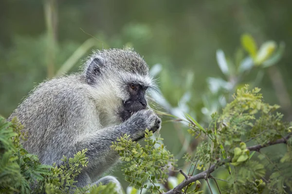 Vervet Aap Eet Enkele Bladeren Kruger National Park Zuid Afrika — Stockfoto