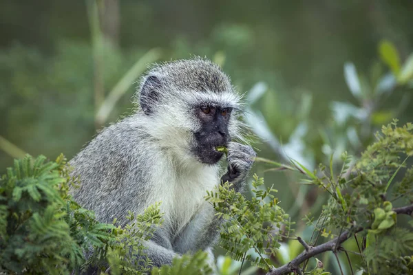 南アフリカのクルーガー国立公園でいくつかの葉を食べるヴェルヴェット猿 Cercopithecidaeusの種クロロコバス ピゲリュス科 — ストック写真