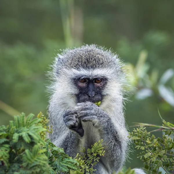 Vervet Aap Eet Enkele Bladeren Kruger National Park Zuid Afrika — Stockfoto