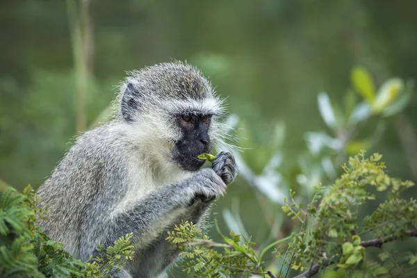 Vervet Monkey Eating Some Leaves Kruger National Park South África — Fotografia de Stock
