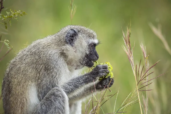 Vervet Apen Eten Planten Kruger National Park Zuid Afrika Soort — Stockfoto
