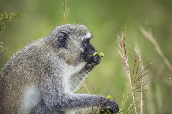 クルーガー国立公園 南アフリカでのヴェルヴェット猿の食用植物 Cercopithecidaeusの種クロロコバス ピゲリュス科 — ストック写真