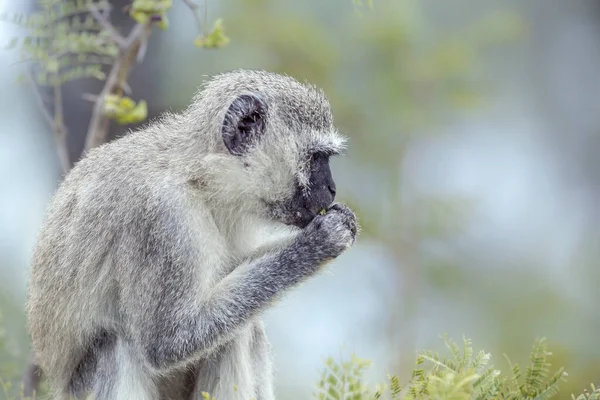 Vervet monkey in Kruger National Park, África do Sul — Fotografia de Stock