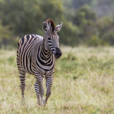 Ovalar zebra Kruger National park, Güney Afrika