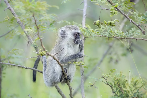 Beerbaviaan in Kruger National park, Zuid-Afrika — Stockfoto