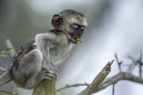 Vervet aap in Kruger National Park, Zuid-Afrika — Stockfoto