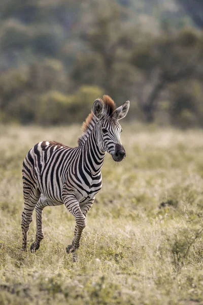 Zebra stepowa w Kruger National park, Afryka Południowa — Zdjęcie stockowe