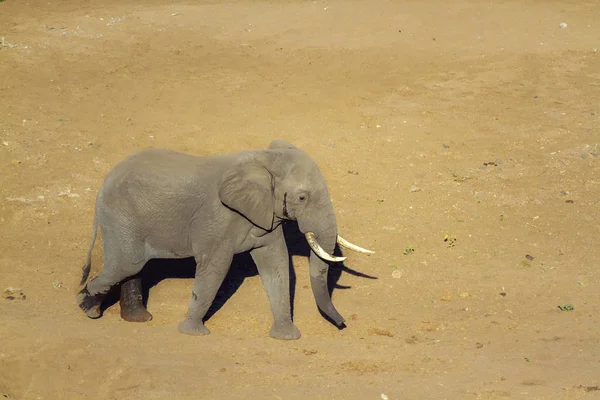 Elefante arbusto africano no Parque Nacional Kruger, África do Sul — Fotografia de Stock