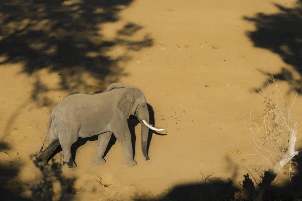 非洲布什大象在南非克鲁格国家公园 — 图库照片