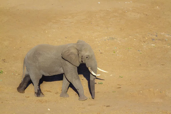 Elefante africano en el Parque Nacional Kruger, Sudáfrica —  Fotos de Stock