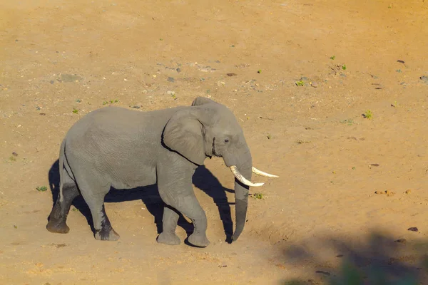 Elefante africano en el Parque Nacional Kruger, Sudáfrica — Foto de Stock