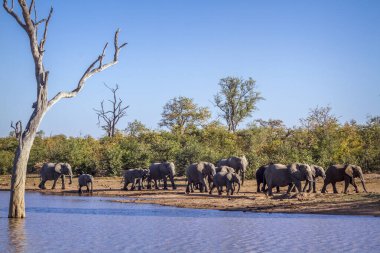 Afrika bush fil Kruger National park, Güney Afrika