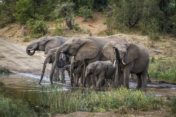 Afrikaanse bush elephant in Kruger National park, Zuid-Afrika — Stockfoto