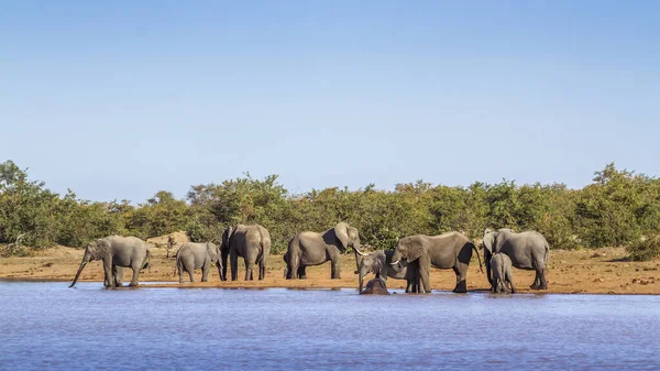 African bush elephant in Kruger National park, South Africa — Stock Photo, Image