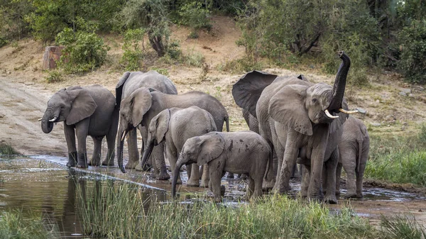 アフリカのブッシュゾウ クルーガー国立公園、南アフリカ共和国 — ストック写真