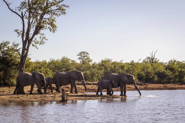 Elefante africano en el Parque Nacional Kruger, Sudáfrica — Foto de Stock