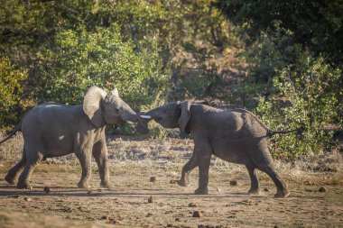 Afrika bush fil Kruger National park, Güney Afrika