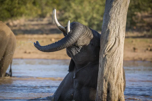 Elefante arbusto africano no Parque Nacional Kruger, África do Sul — Fotografia de Stock