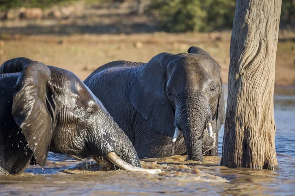 Afrikaanse bush elephant in Kruger National park, Zuid-Afrika — Stockfoto