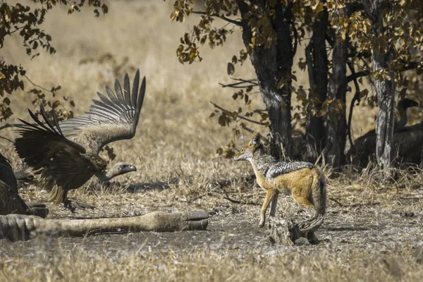 Szakal Czarny Sęp Biały Pleców Parku Narodowym Kruger Republika Południowej — Zdjęcie stockowe