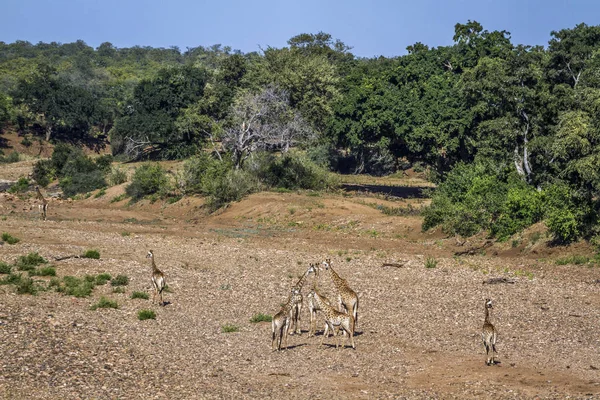 Žirafa v národním parku Kruger, Jihoafrická republika — Stock fotografie