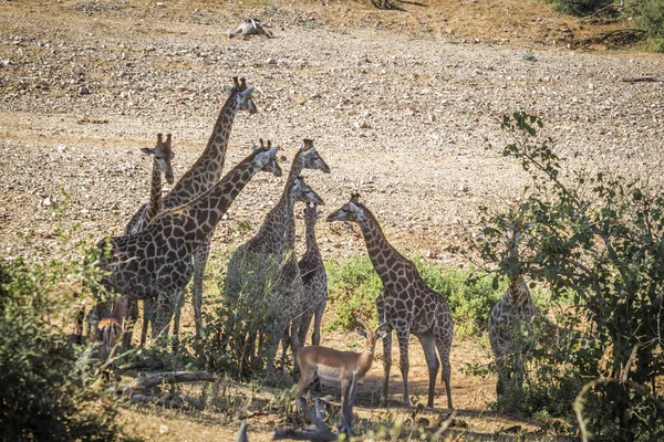 Žirafa v národním parku Kruger, Jihoafrická republika — Stock fotografie